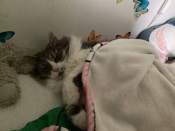 Katt - Norsk x Sibirisk Sandy