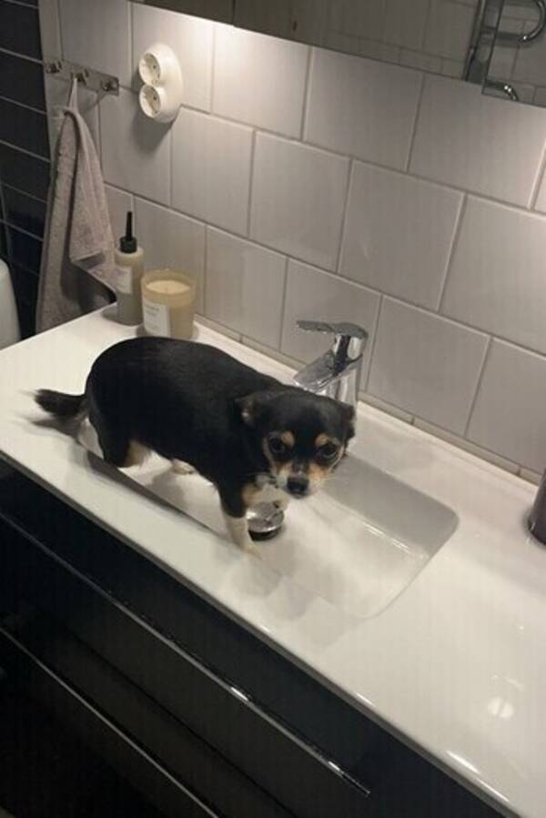 Hund - Elsa