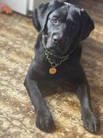 Svart renrasig labradortik