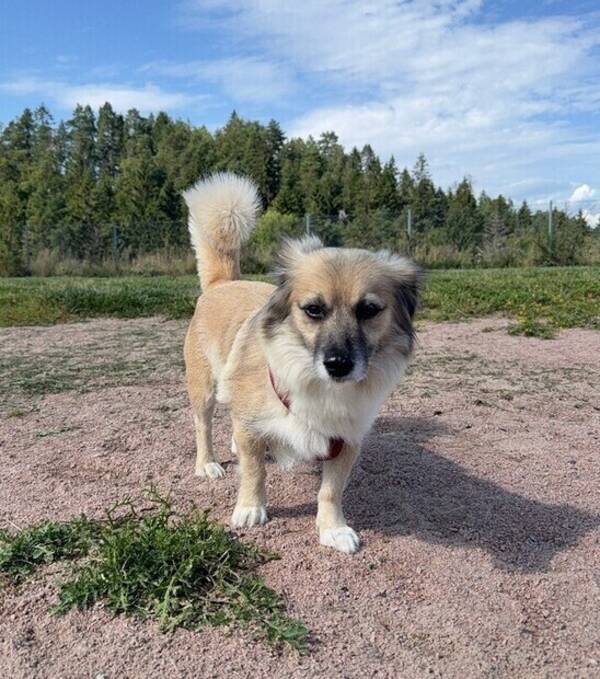 Hund - Blandingsrase