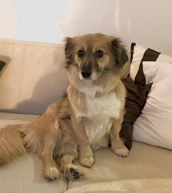 Hund - Blandingsrase