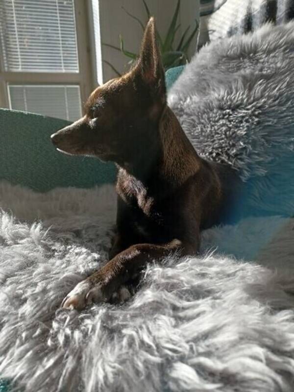 Hund - hund