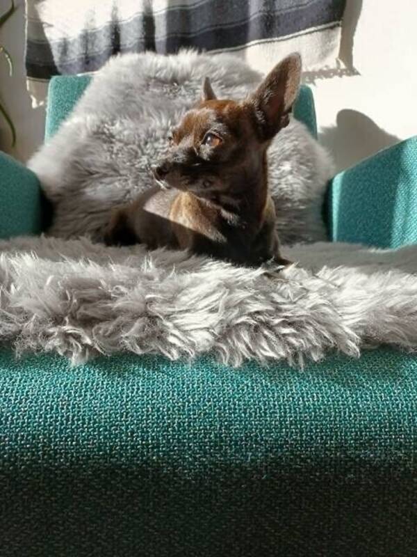 Hund - hund