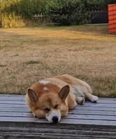 Corgi Pembroke 