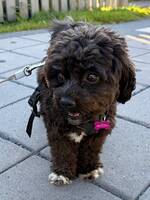 Maltcheepoo- ANTON