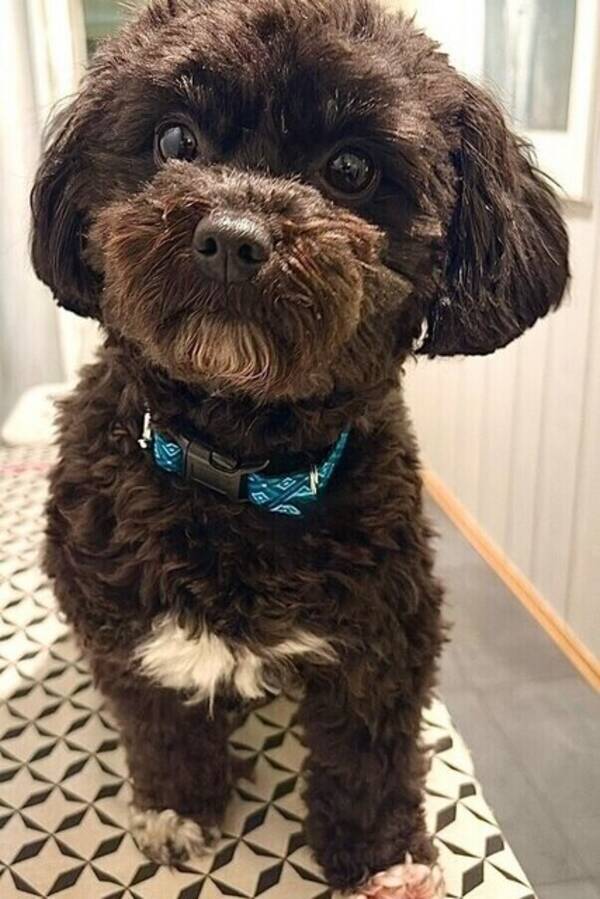 Hund - Maltcheepoo- ANTON