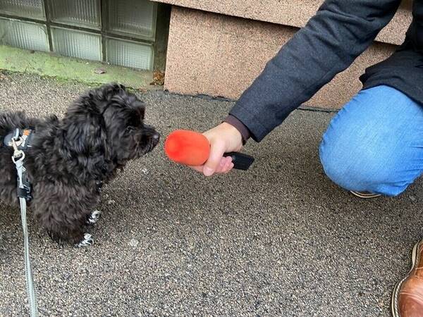 Hund - Maltcheepoo- ANTON