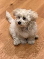 Maltesern Luna