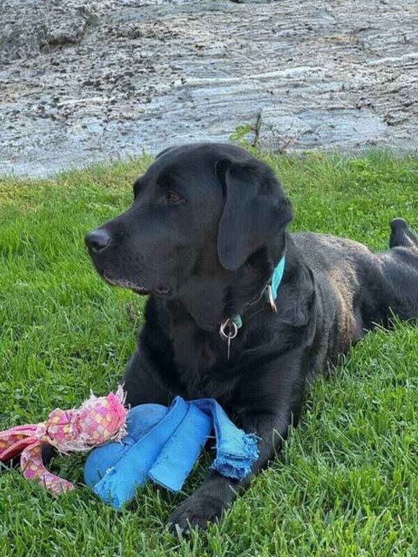 Hund - IPA - världens goaste labrador