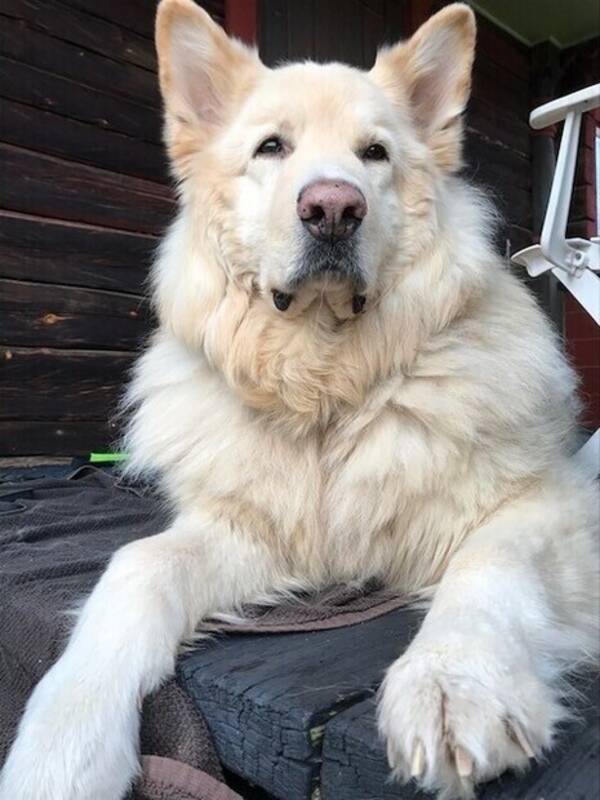 Hund - Långhårig vit schäfer