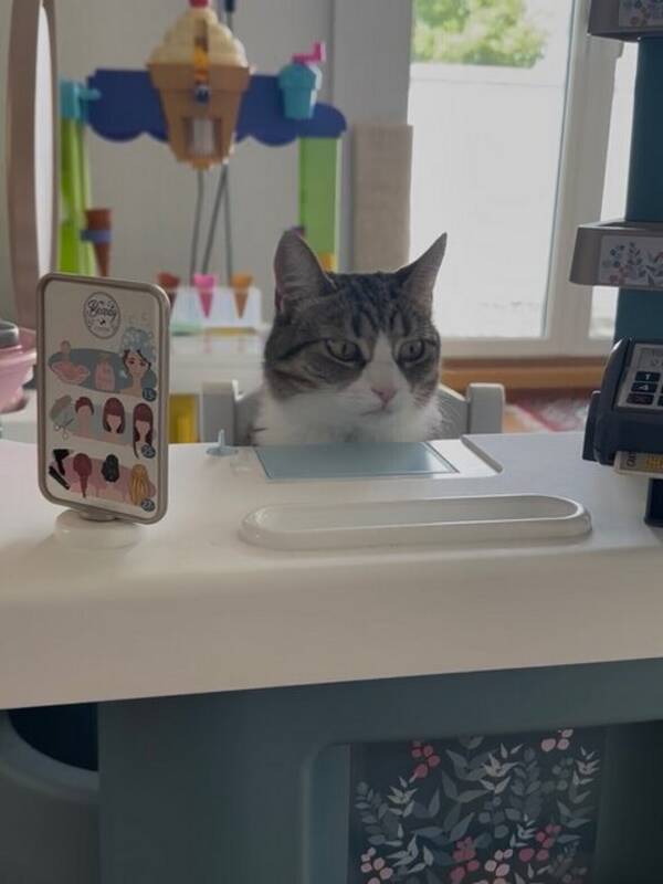 Katt - Tabby katt ”Ella”