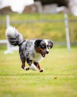 Miniature american shepherd tik, Lava
