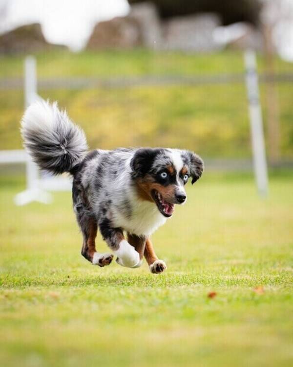 Hund - Miniature american shepherd tik, Lava