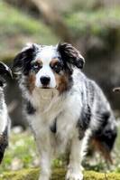 Miniature american shepherd tik, Mynta
