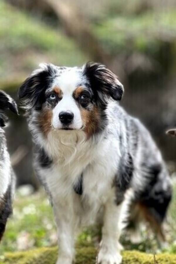 Hund - Miniature american shepherd tik, Mynta