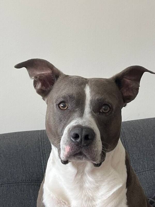 Hund - Enzo / amstaff
