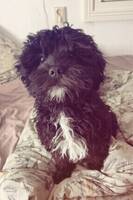Cavapoon milo