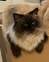 Katten Våfflan