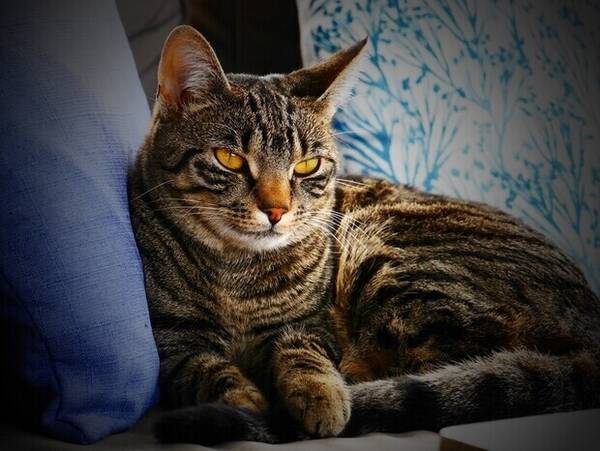 Katt - Tigerpus Smash
