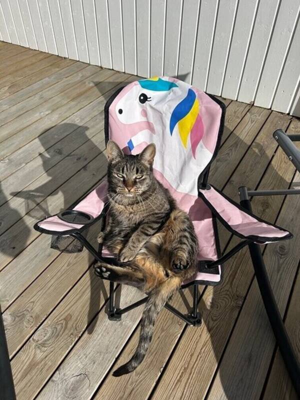 Katt - Katten Elsa