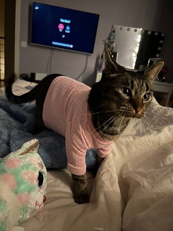 Katt - Katten Elsa