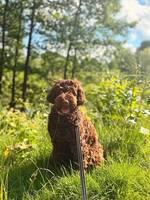 Australian Labradoodle Rosebud