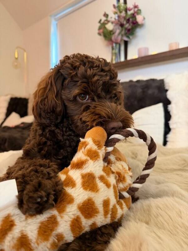 Hund - Australian Labradoodle Rosebud