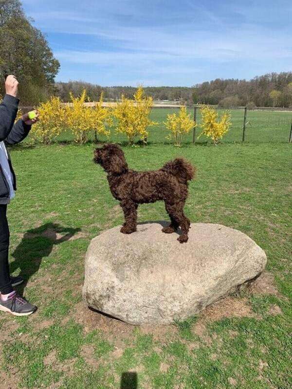 Hund - Australian Labradoodle Rosebud