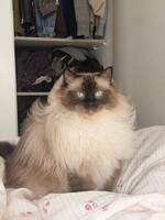 Ragdoll katt