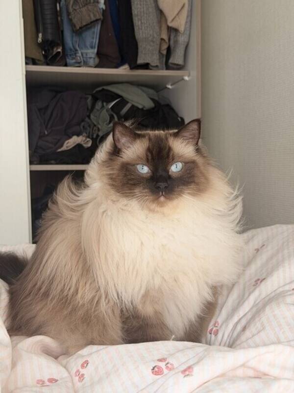 Katt - Ragdoll katt 