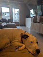 Szaffi, blanding av presa canario og eng