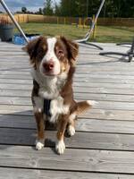 Miniature American Shepherd (MAS) Martin