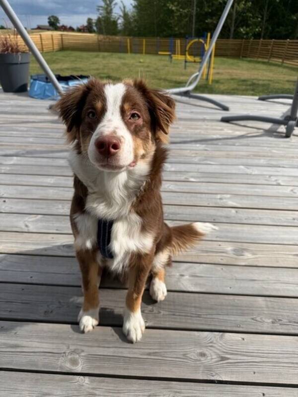 Hund - Miniature American Shepherd (MAS) Martin
