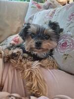 Yorkshireterrier & pomeranian blandning