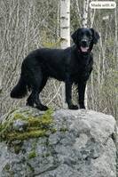Flatcoated retriever (Svart)