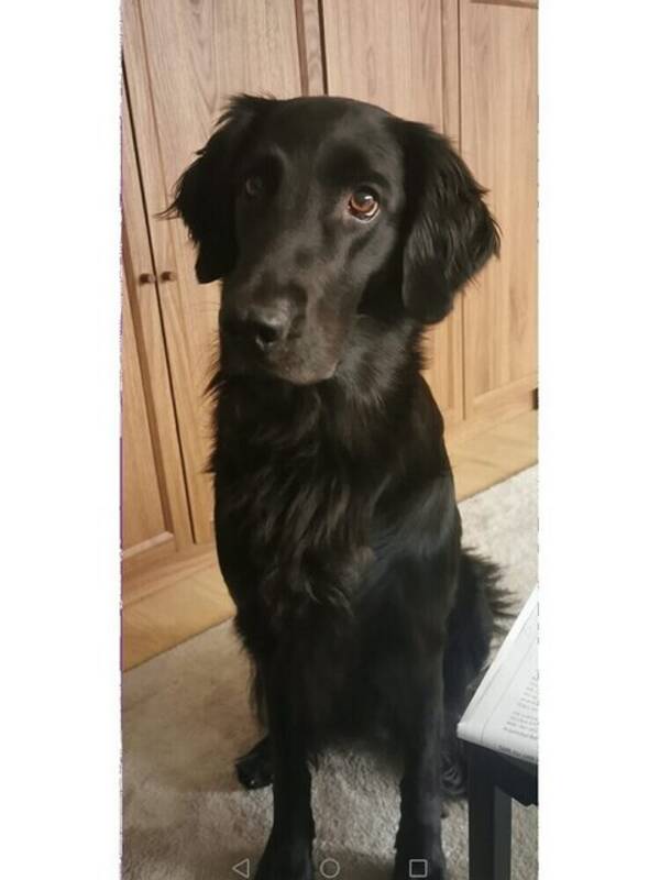 Hund - Flatcoated retriever (Svart)