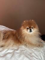 Pomeranian 5kg
