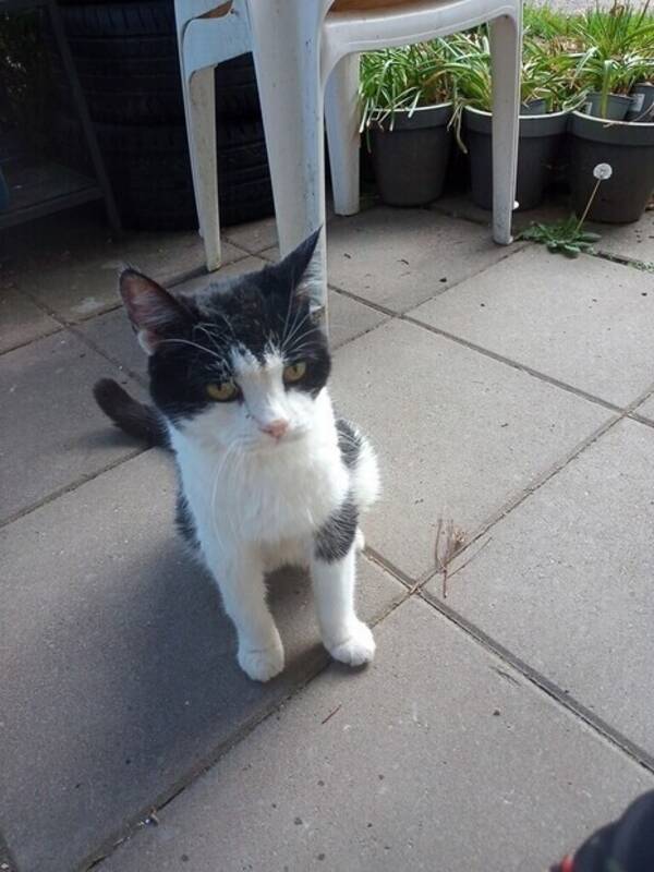 Katt - Filippa 