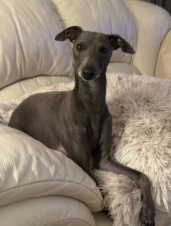 Hund - Romeo