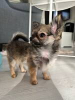 Vera chihuahua 