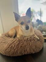 Stig chihuahua 