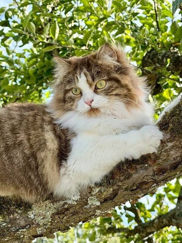 Katt - Kissen Rut
