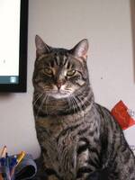 Katten Moltaz