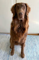 Peggy, flatcoated retriever