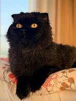 Cat “Money”.