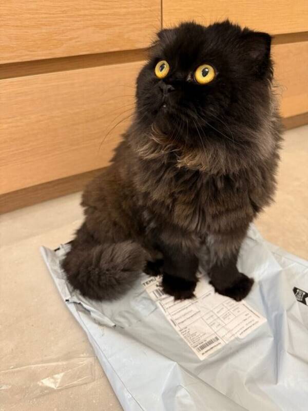 Katt - Cat “Money”.