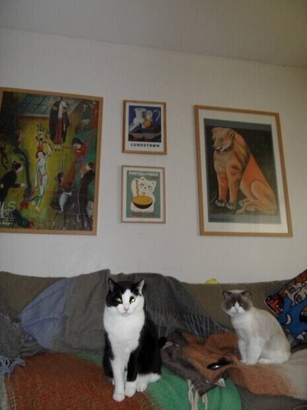 Katt - Katterna Niffler och Lill-t