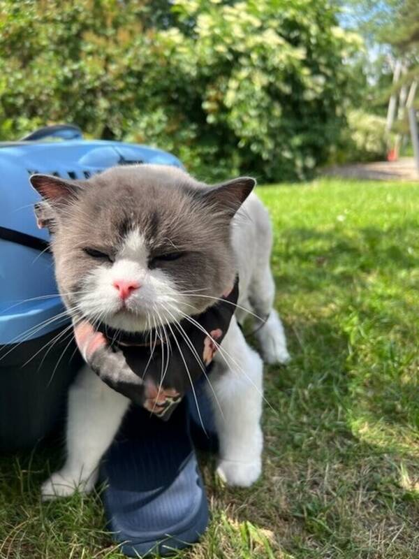 Katt - Katten Niffler