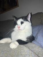 Katten Lill-t