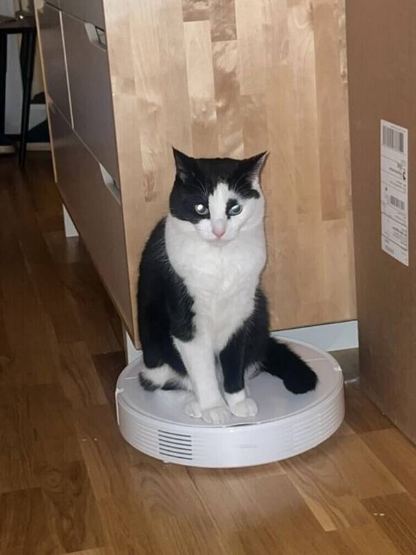 Katt - Katten Lill-t